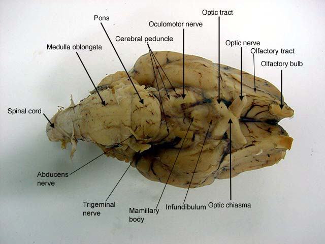 canine cranial nerves