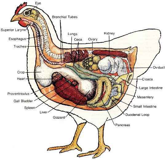 Ducks Anatomy